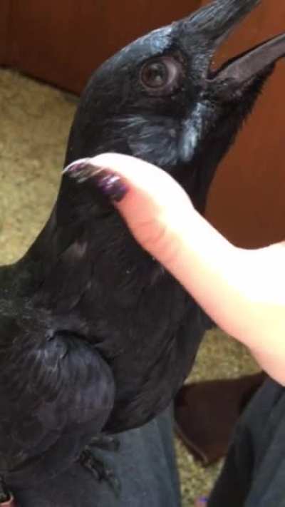 This Crow's Ear