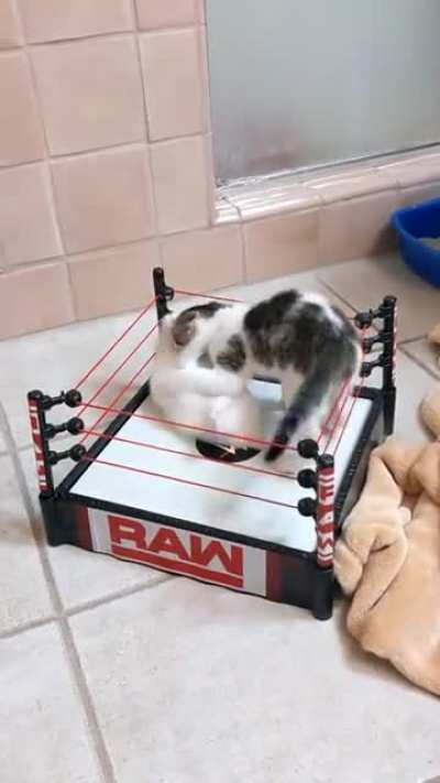 Featherweight fight