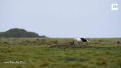 Seagull swallows rabbit whole