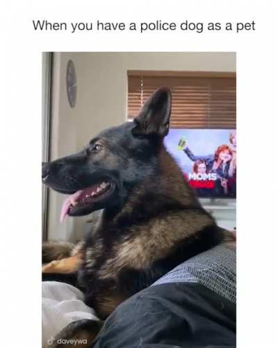 Police dog on point!