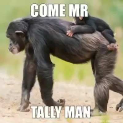 Monkey life