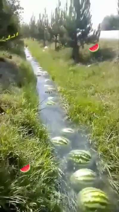 The melons must mobilize