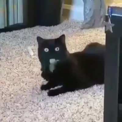 I licky the feather