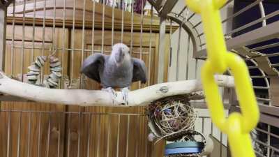 I think I found my bird’s favorite song