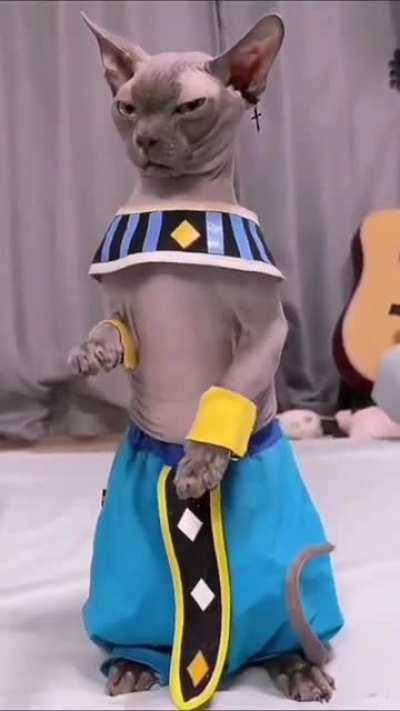 [SELF] Beerus, God of Destruction (破壊神ビルス)