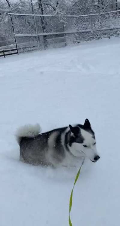 Bella in some fresh deep snow
