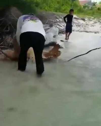 Turtle got stuck on its way to the sea and a kind man helped it out.
