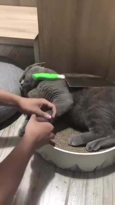 clip the claws