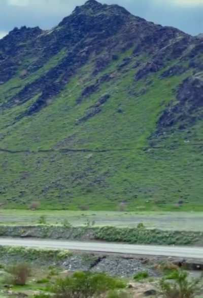 Mountains in Makkah covered with greenery after the recent rains