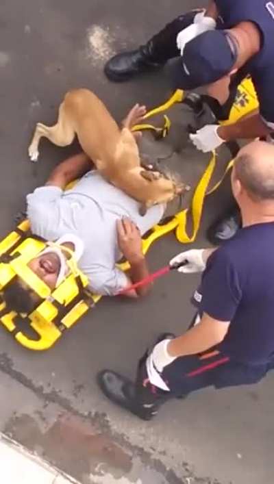 Doggo can't wait to help human