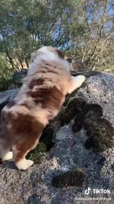Australian Shepherd Puppy Howling For Attention!