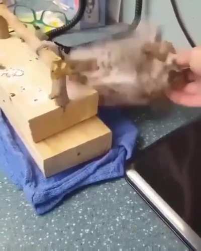 Happy Owl