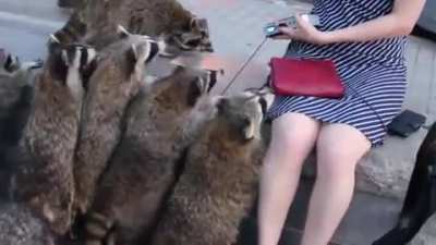 Group of Raccoons try to Steal a Power Bank