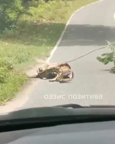 Snake hunt.