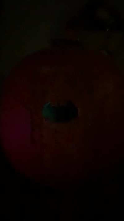 PUMPKIN RAVE