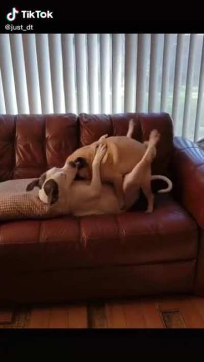 Most of this guy’s content is animal porn, and it’s truly disgusting