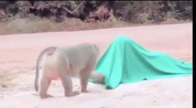 covered surprise