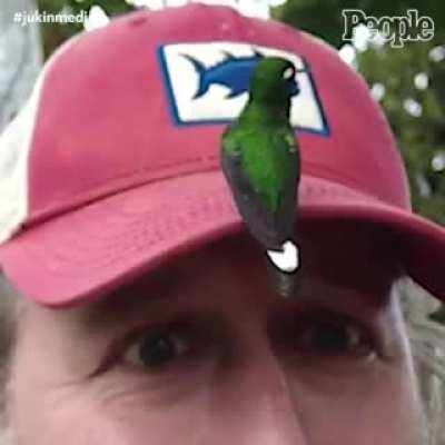 Wholesome encounter with a hummingbird
