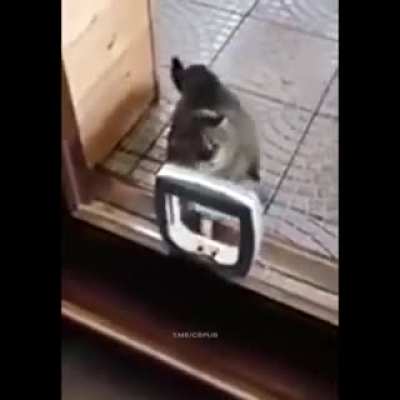 Я твою дверь шатал!
