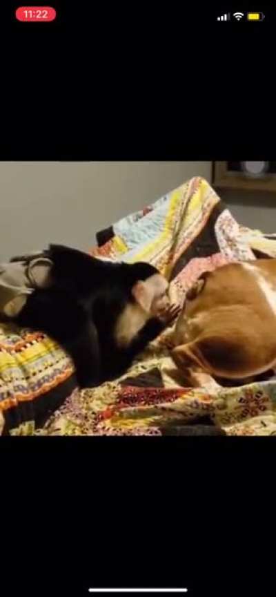 Why are monkeys so disgusting?