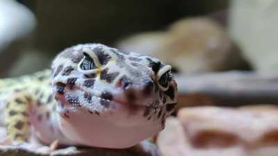 Yue (2/2)