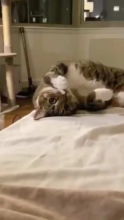 Cats life be like