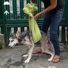 Dog being saved