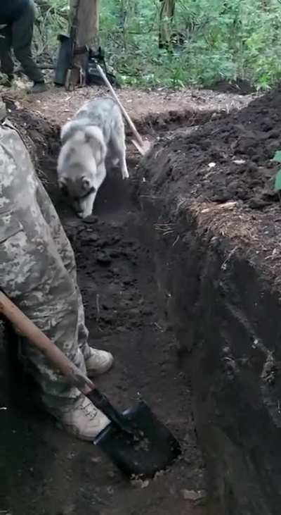 After the unfortunate beaver incident, Mother Nature finally sent Ukrainians some helpful beasties. Meet the trench digging doggo