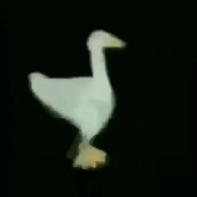 duck