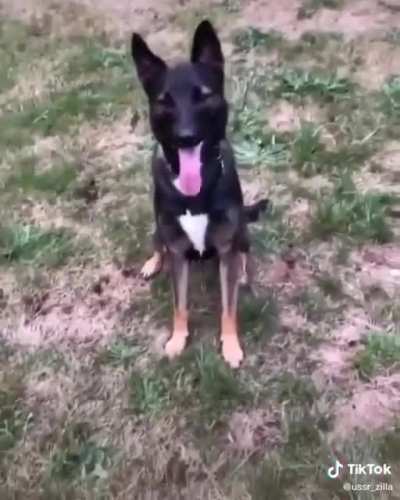 Gus (companion), 10000 damage to males, 50% chance of betrayal while not in combat