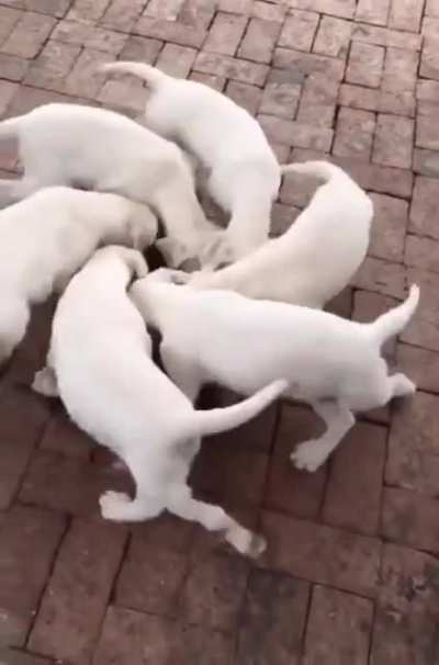 Puppy Maelstrom: +20 to Spin Attack, item drops are drawn toward you, +10 Charisma with dogs
