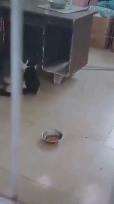 Barking on small cat