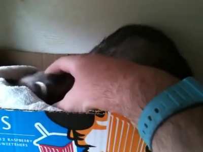Ferret shows human her babies