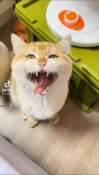 Cat glitching