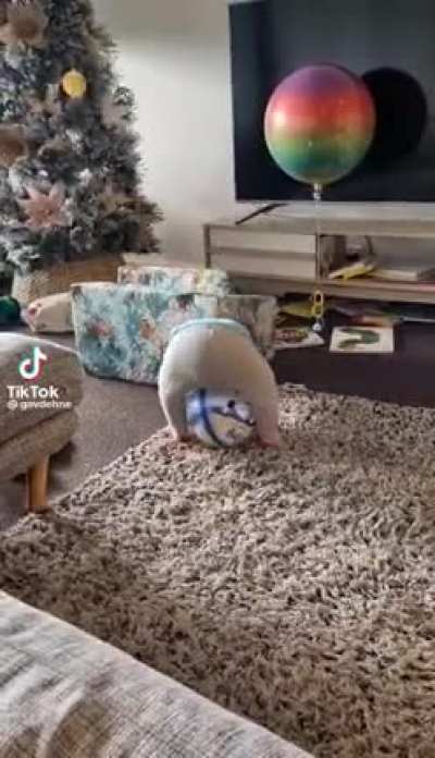Goal oriented kid