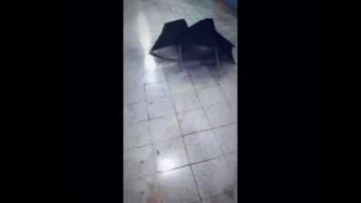 Umbrella spider item pet: +100 attack +100 defense: umbrella spider will attack all the enemies