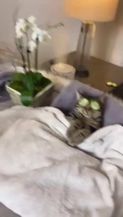 Meow spa day's are sacred