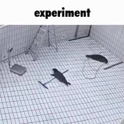 rule experiment