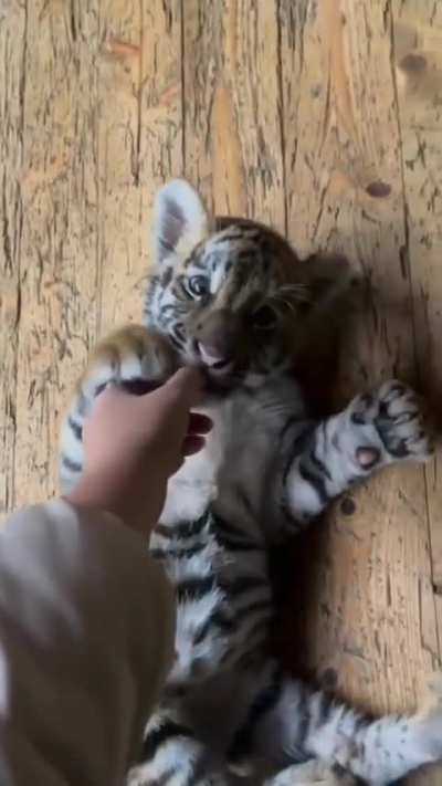 Belly rubs