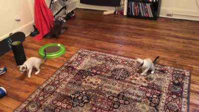 Synchronized syblings