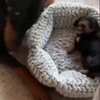 Go forth little one