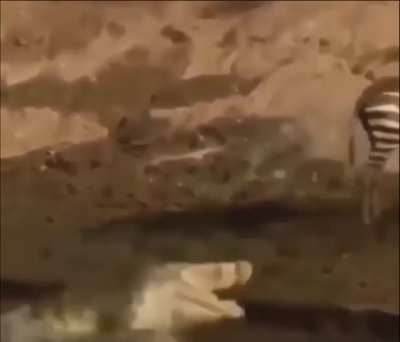 I've never scene an animal more frustrated than this croc. If there had been a door in this scenario I'm sure it would've been slammed.