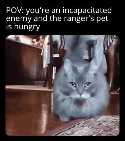 Context: the pet is a giant wolf spider called Muffins