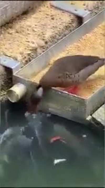 Hey everyone, I just wanna share that with you.