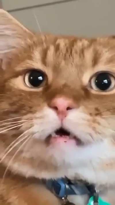 you are adopted