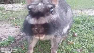 Plains viscacha is the largest species in the chinchilla family and can be easily differentiated from other viscachas by black and gray mustache-like facial markings