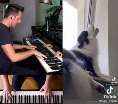 Nicolas the Opera Dog gets an accompaniment