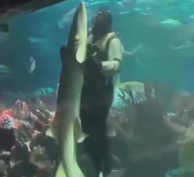 Slow dancing with a shark