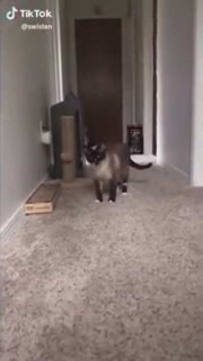 cat.