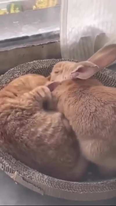 Rabbits are social animals and need company. Never keep them alone.